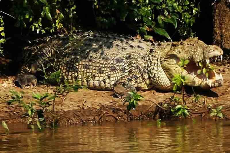 Top Largest Crocodiles In The World Depth World