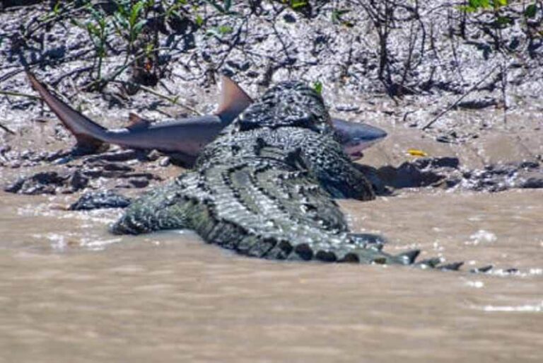 Top Largest Crocodiles In The World Depth World