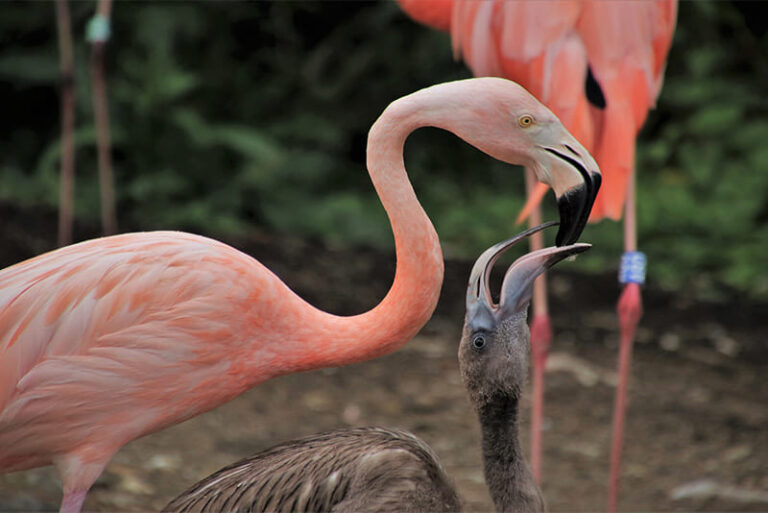 Top Interesting Facts About Flamingos Depth World