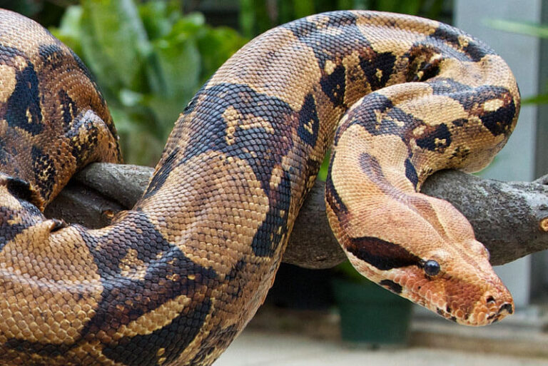 Top 20 largest snakes in the world - Depth World