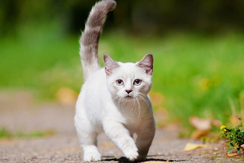 Top 10 Smallest Cat Breeds In The World - Depth World