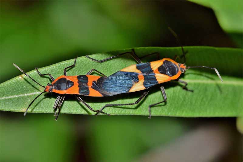 Top 10 Weirdest Insects in the World - Depth World