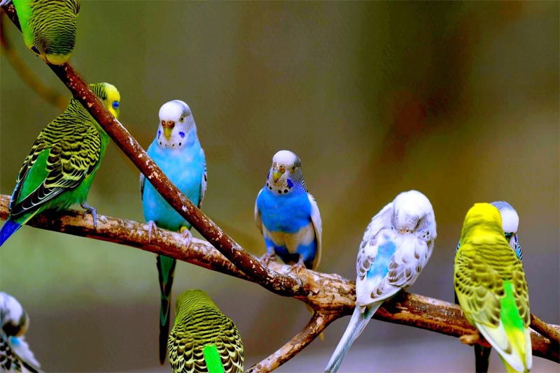 Top 10 Talking Birds that can mimic human voice - Depth World