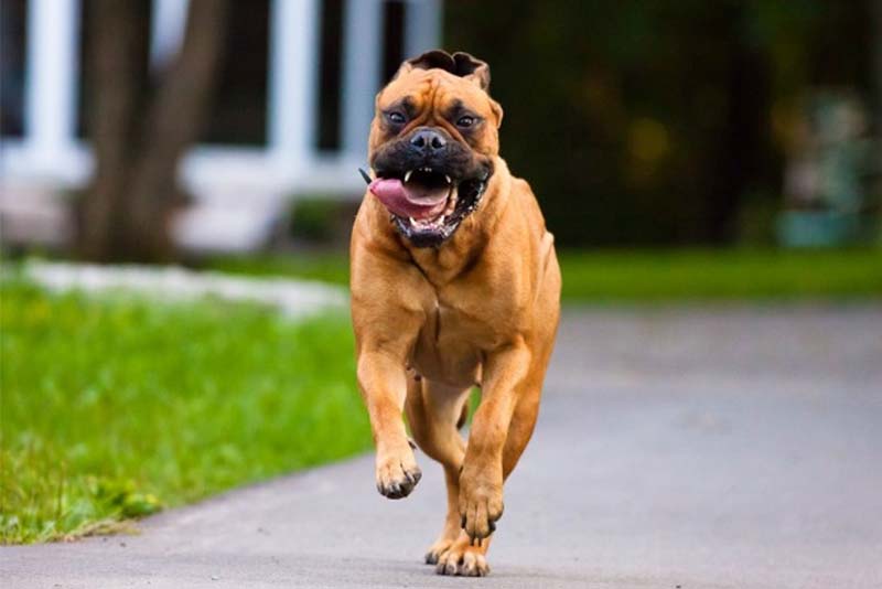10 Ideal Guard Dogs for Security 