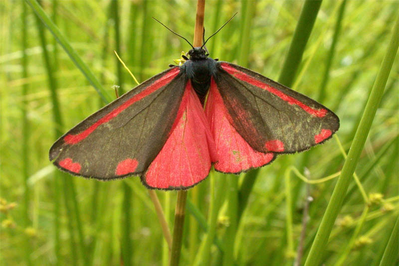 10-of-the-world-most-beautiful-moths-depth-world