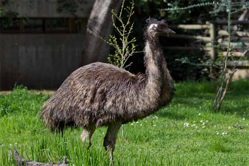 Top 10 Astonishing flightless birds - Depth World