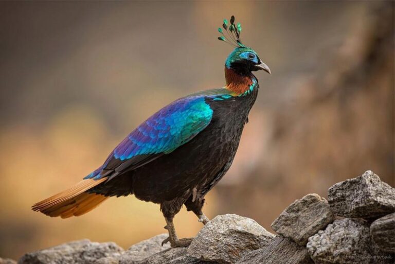 Top 10 most beautiful crested birds - Depth World