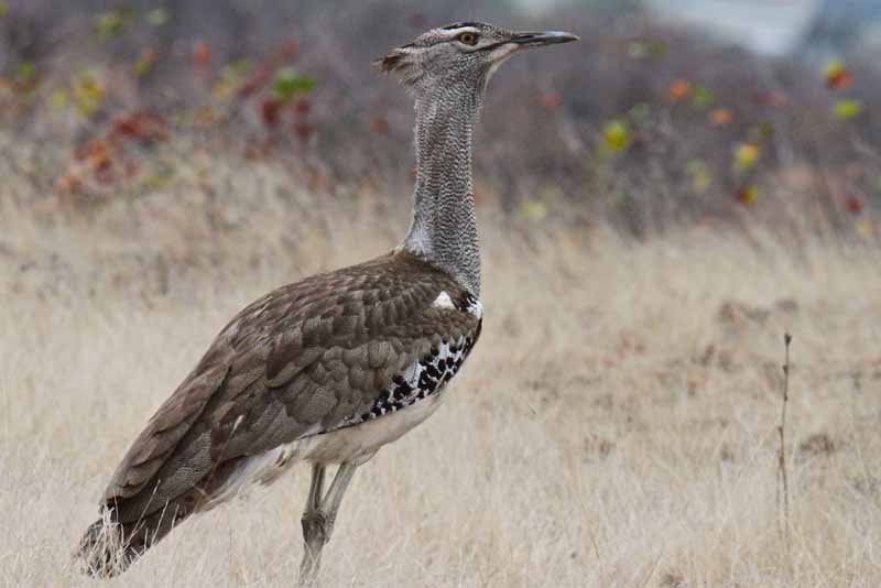 10 Largest Birds You Should Not Miss - Depth World