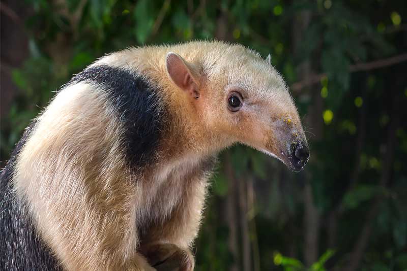 Top 10 Smelliest Animals In The World - Depth World