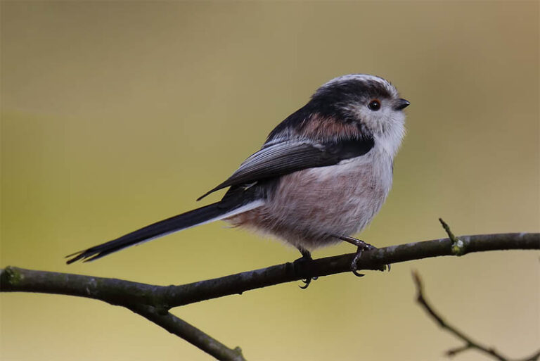 Top 20 Small Birds with Long Tails - Depth World