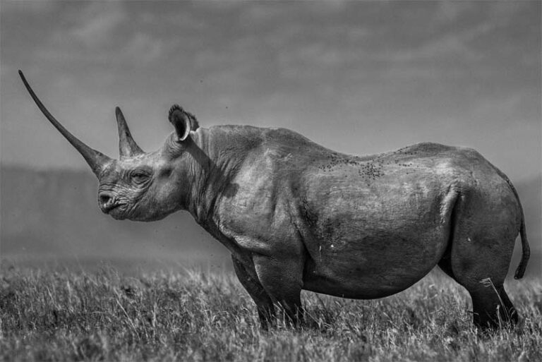 rhinoceros gestation period