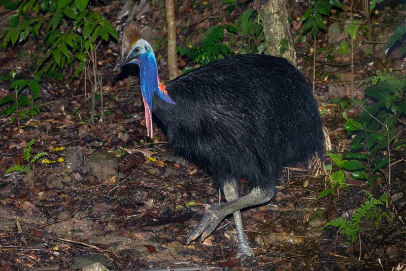 10 Most Dangerous Birds In The World - Depth World