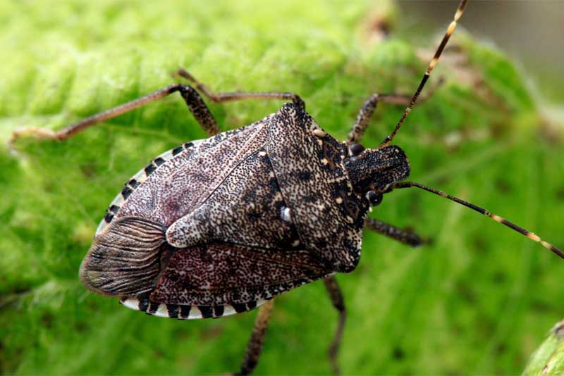 Top 10 Smelliest Animals In The World - Depth World