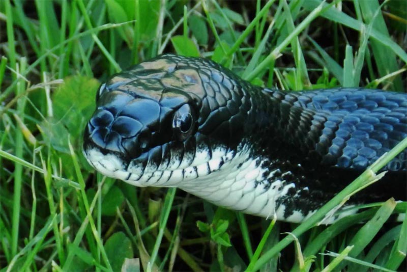 10 Non-Venomous Snakes - Depth World