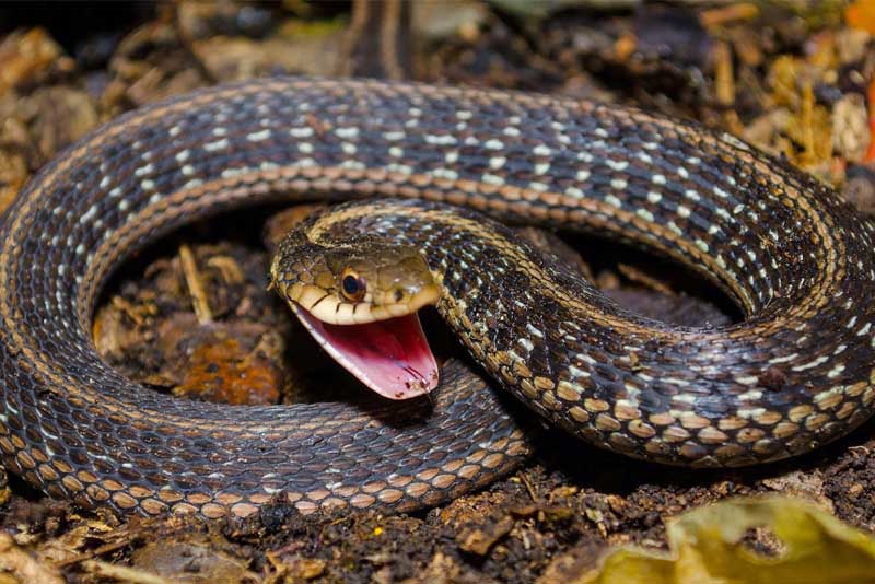 10 Non-Venomous Snakes - Depth World