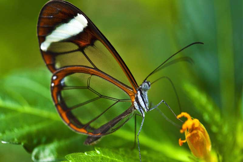 most beautiful butterfly in the world
