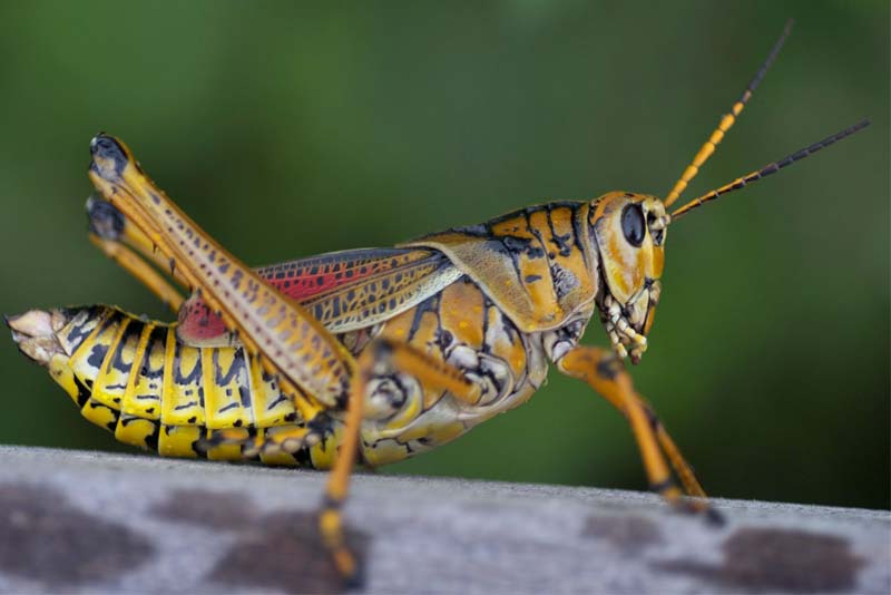 Top 10 Endemic Animals of Galapagos Islands - Depth World