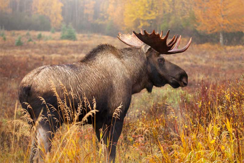 10 Amazing Horns in the Animal Kingdom - Depth World