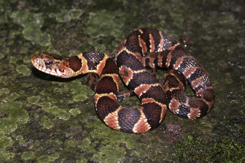 10 Non-Venomous Snakes - Depth World