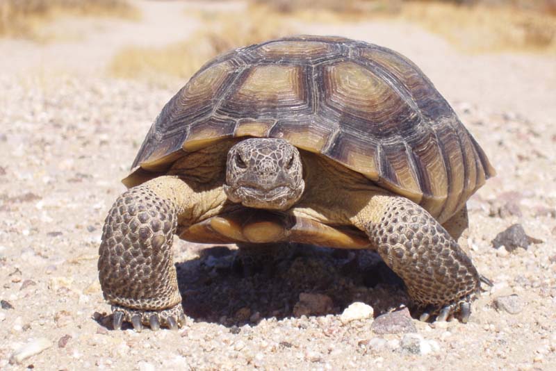 Top 10 Endemic Animals Of Galapagos Islands - Depth World