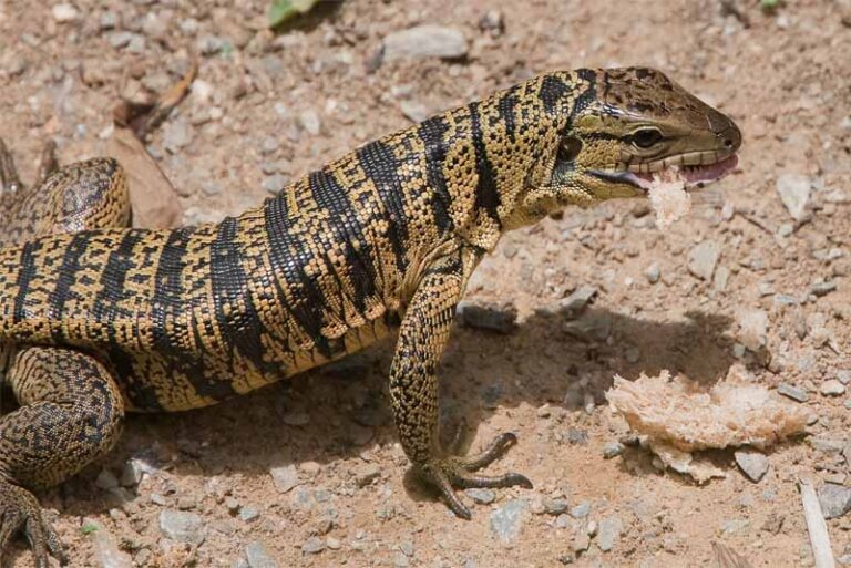 10 largest lizards living in the world - Depth World