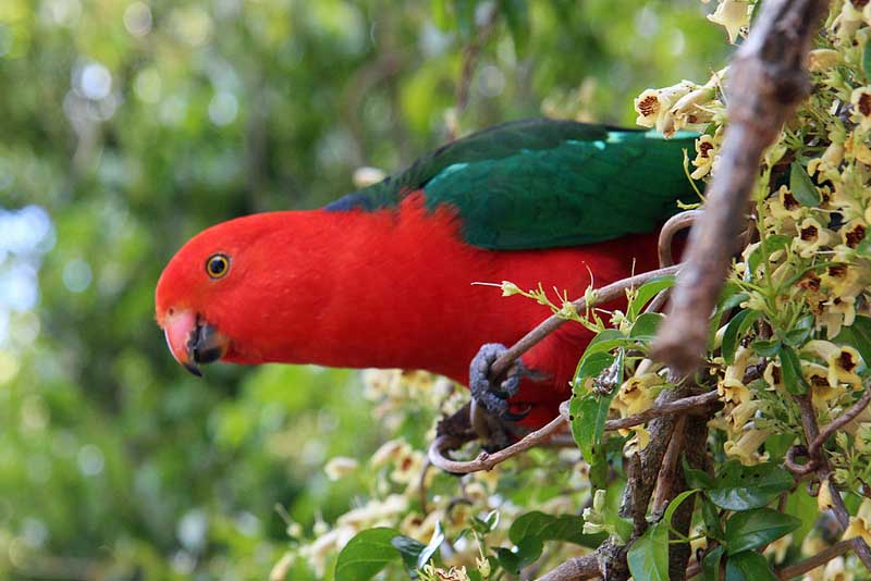 5 Most Popular Different Parrot Species - Depth World