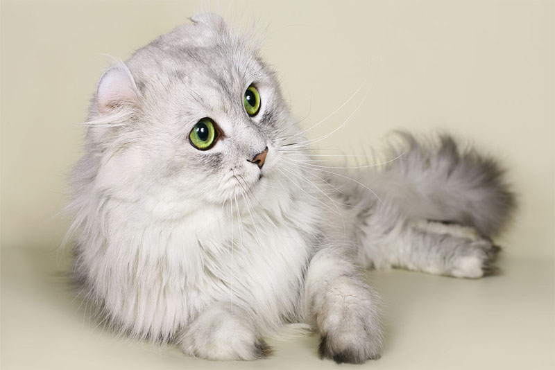 Top 10 White Cat Breeds - Depth World