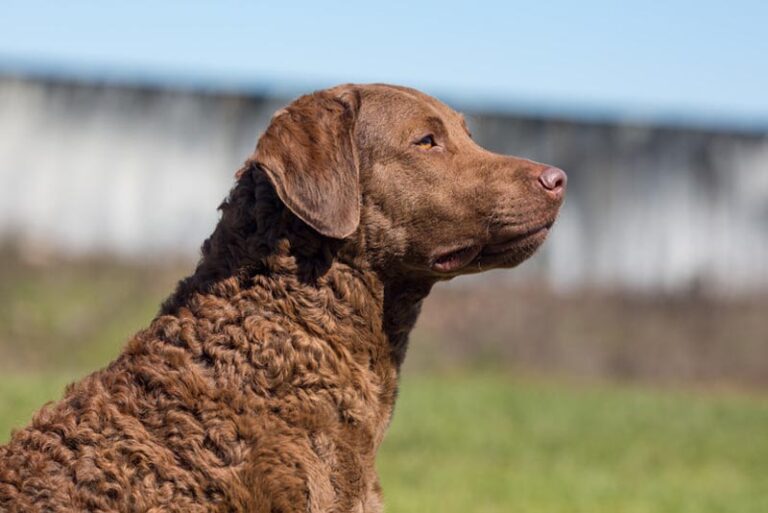 10 Best Hunting Dog Breeds in the World - Depthworld