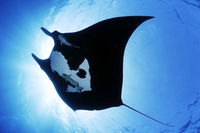 giant oceanic manta ray