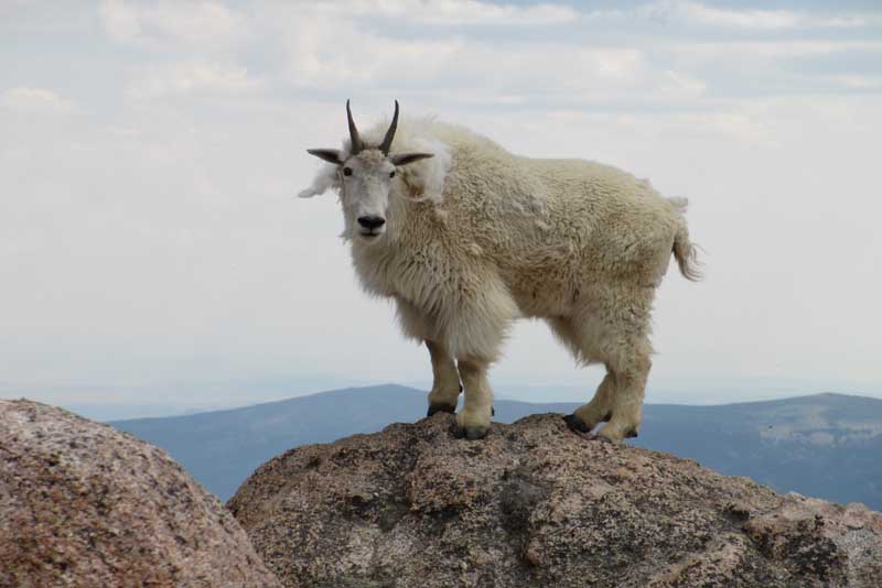 8 Most Dangerous Goat Breeds Depth World