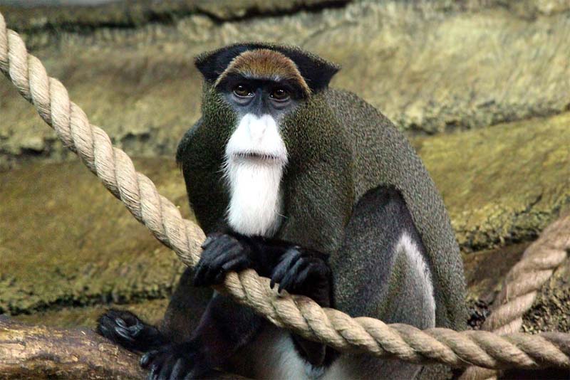 Top 20 Weirdest Looking Monkeys - Depth World