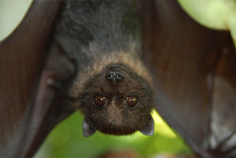 Top Beautiful Bat Species - Depth World