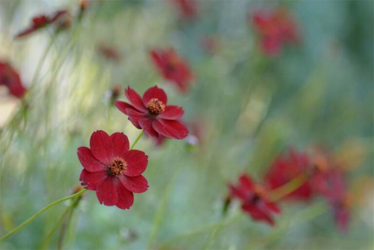 10 most beautiful rarest flowers in the world Depth World