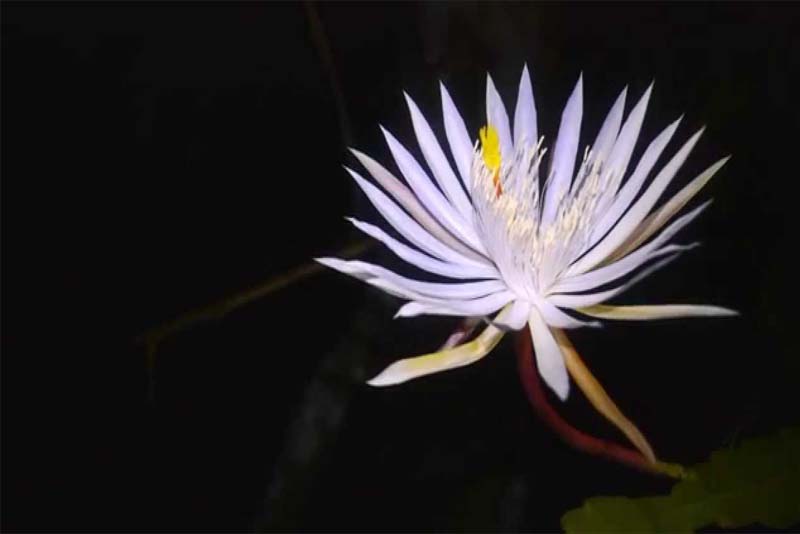 10 Most Beautiful Rarest Flowers In The World - Depth World