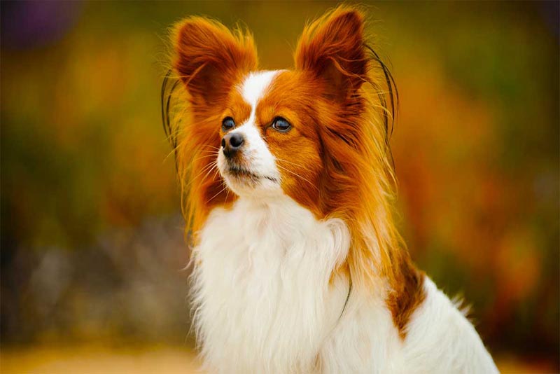 top 10 smartest dog breeds 2019