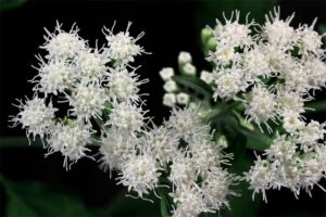 poisonous snakeroot ageratina