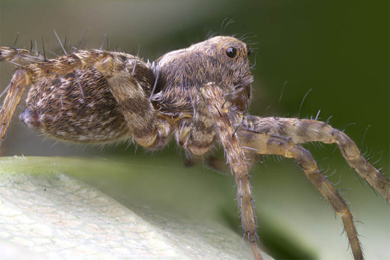 10 Scariest Spiders In The World - Depth World