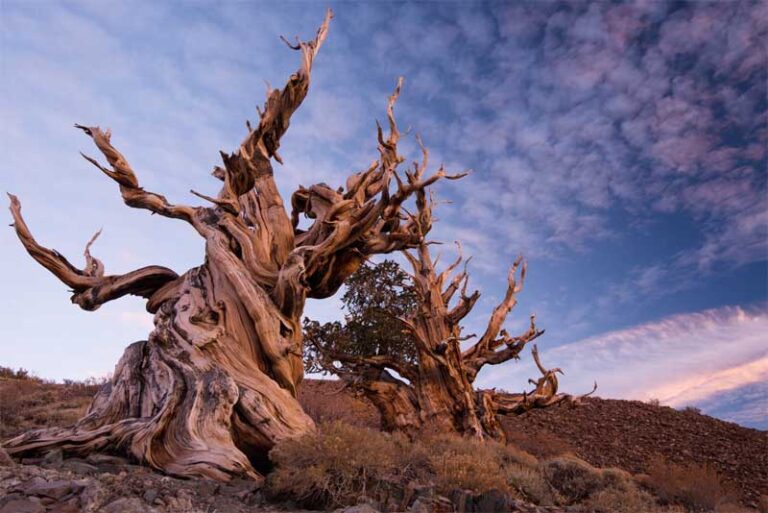 Top 10 Oldest Trees In The World Depth World 