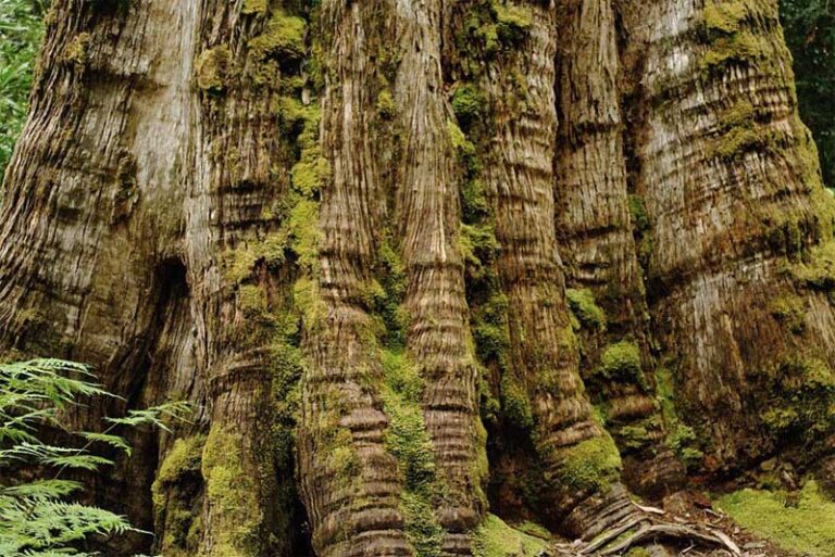 Top 10 Oldest Trees In The World Depth World 