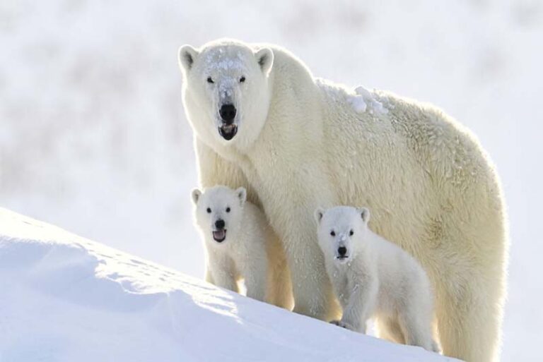 Top 10 cold weather animals - Depth World