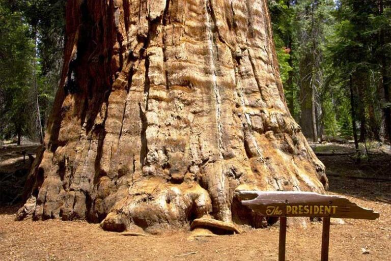 Top 10 Oldest Trees In The World Depth World