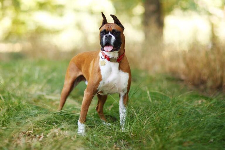 10 Most Famous German Dog Breeds - Depth World