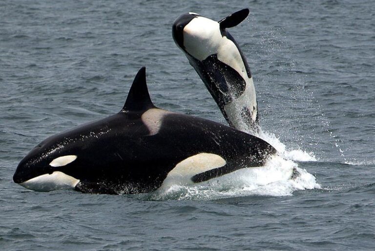 orca predators