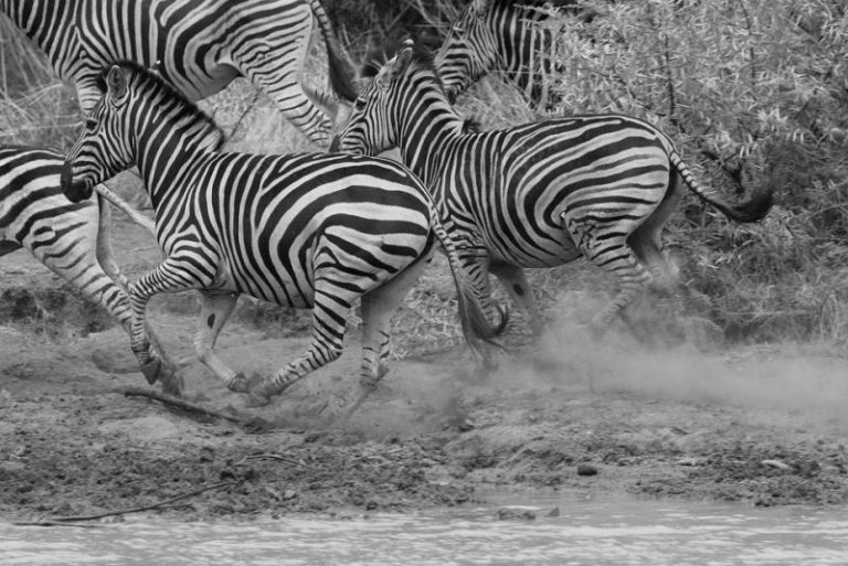 Top 10 Interesting Facts About Zebra Depth World 8692