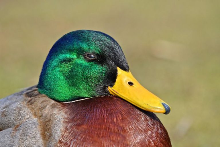 Top 10 interesting facts about duck - Depth World