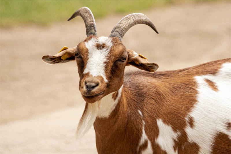 Top 10 Interesting Facts About Goat Depth World