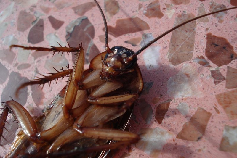Cockroaches are Scavengers