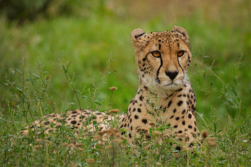 Top 10 interesting facts about cheetah - Depth World