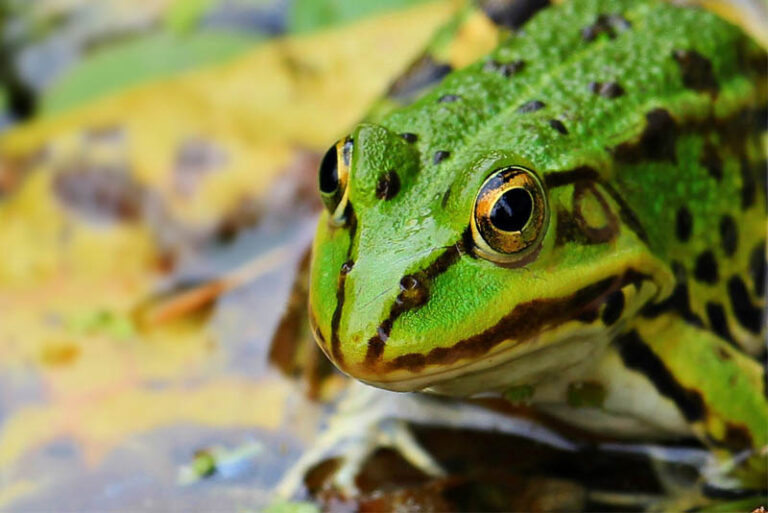 top-10-interesting-facts-about-frogs-depth-world