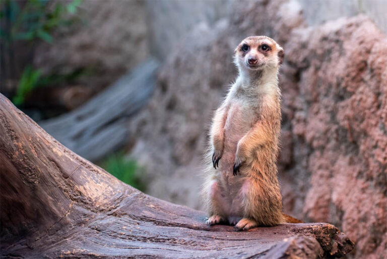 top-10-interesting-facts-about-meerkats-depth-world